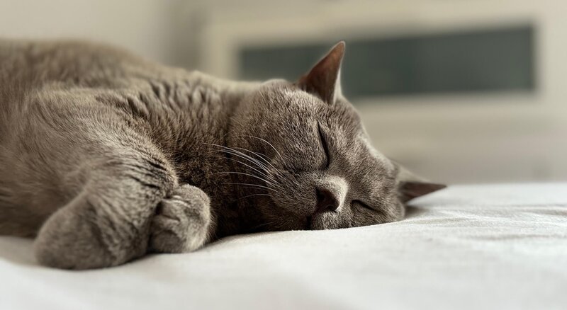 Fellnasen | © Andreas Kugler