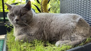 Katzen